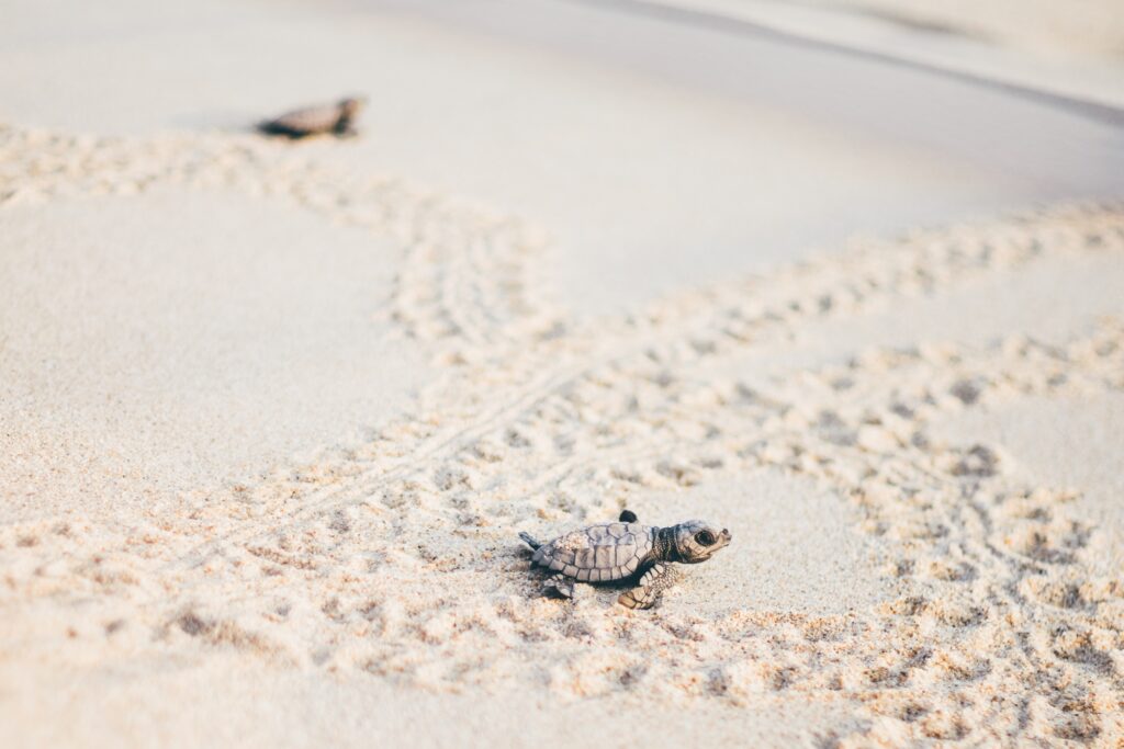 close-up turtle, turtle sanctuary hatchery located on the beach.