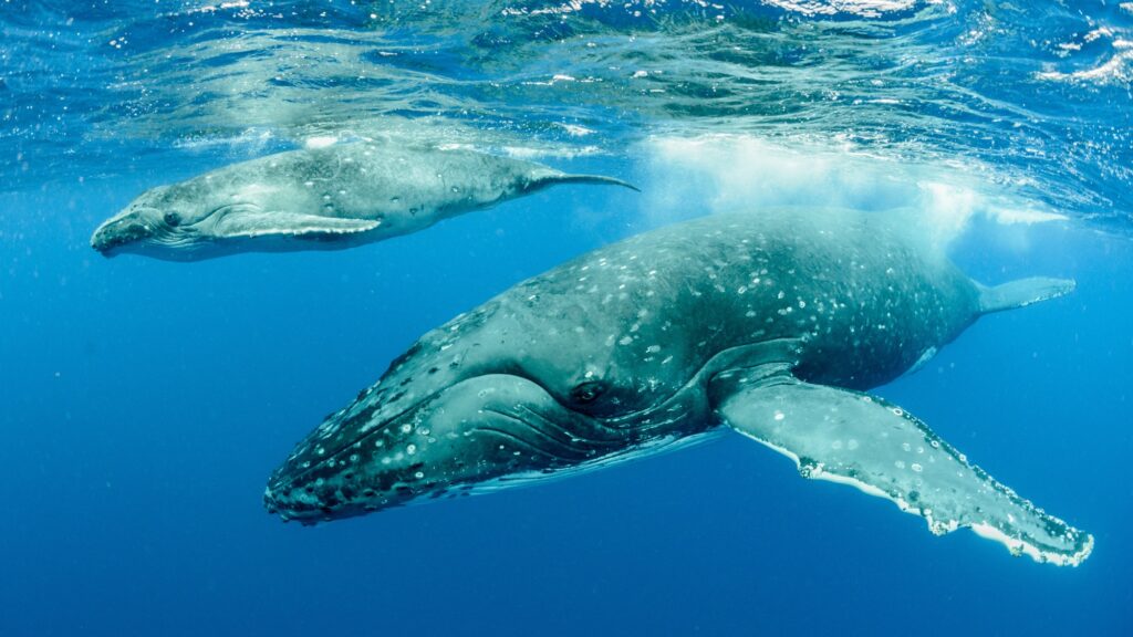 Underwater shot of humpback whales swimming in the Pacific Ocean